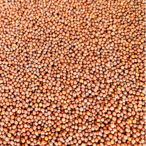 Finger Millet (Ragi)