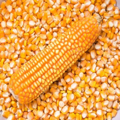 Maize (Corn)