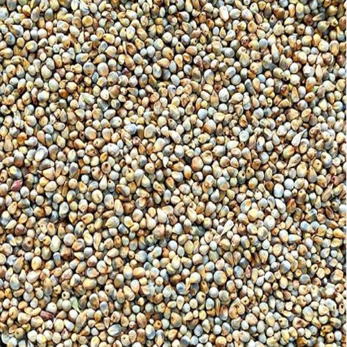 Pearl Millet (Bajra)