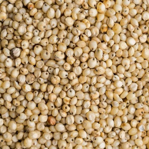 Sorghum (Jowar)